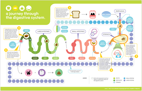 Health: How Digestion Works and How to Improve It