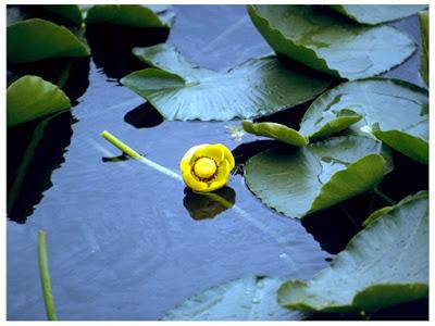 Of Quartzite and Lily Pads