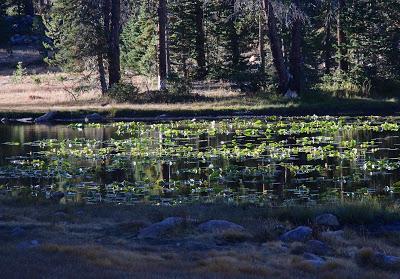 Of Quartzite and Lily Pads
