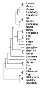 vertebrate phylogeny