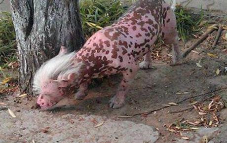 Dog Who Looks Like a Pig