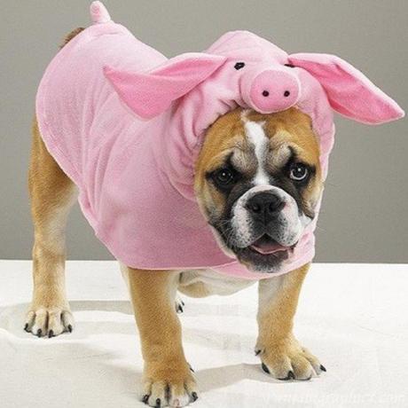 Dog Who Looks Like a Pig