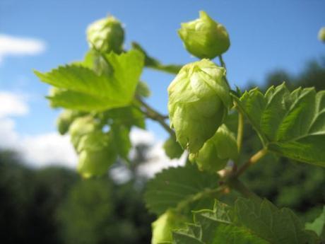 How Can Hop Variety Support Craft Beer Sales?