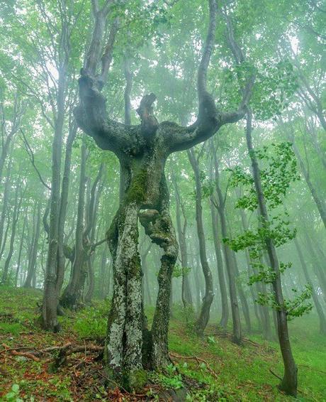 The Woodland Man, Balkan Mountains
