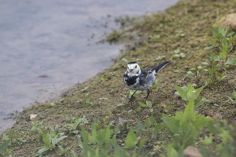 Pied Wagtail