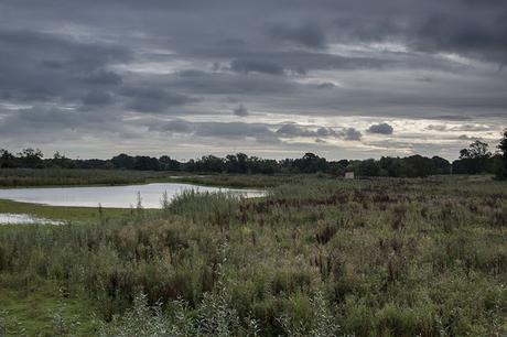 Dramatic view over the floodplain forest nature reserve