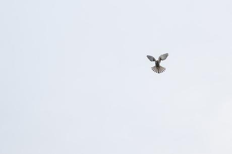 Hovering Kestrel