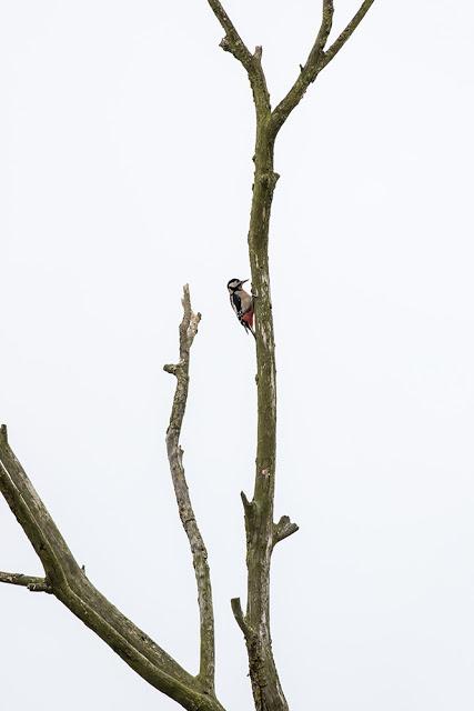 Great Spotted Woodpecker 