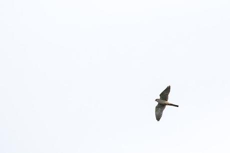 Kestrel in Flight