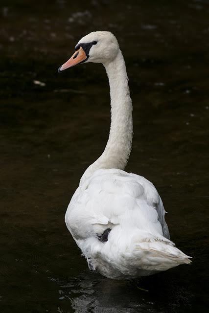 Mute Swan