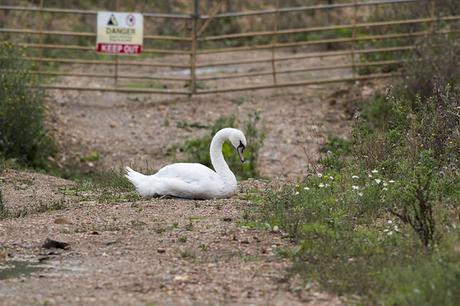 Noise - Mute Swan Photo