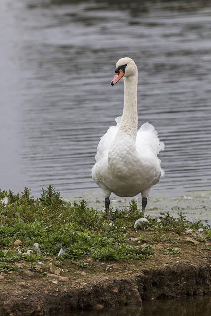 Another Mute Swan