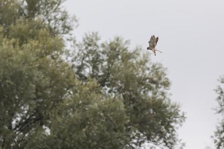 Kestrel About to Stoop