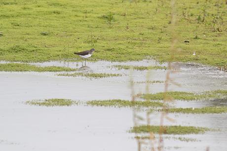 Green Sandpiper