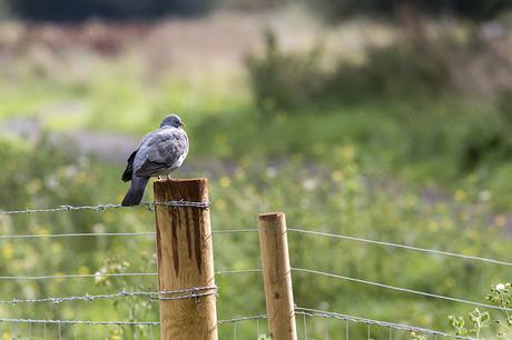 Wood Pigeon on a post