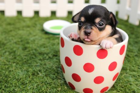 A small dog in a tea cup with spots