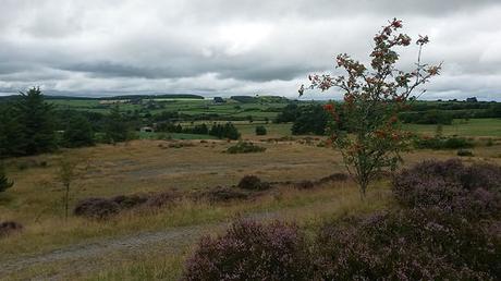 Visiting The Bog