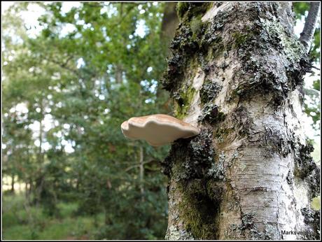 Birch Polypore