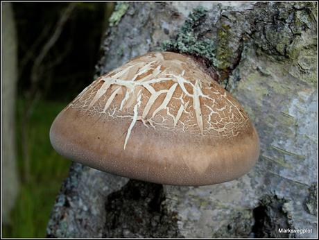 Birch Polypore