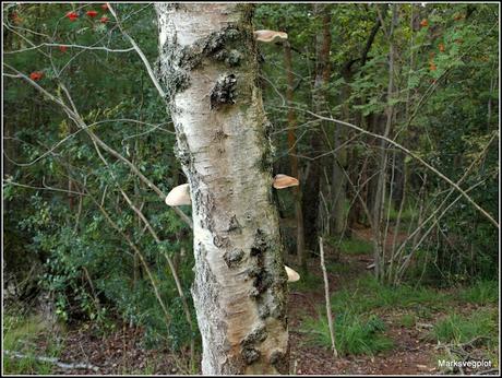 Birch Polypore