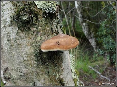 Birch Polypore