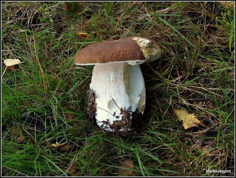 Birch Polypore