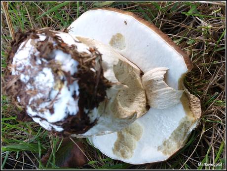 Birch Polypore