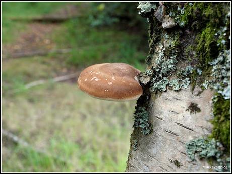 Birch Polypore