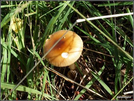 Birch Polypore