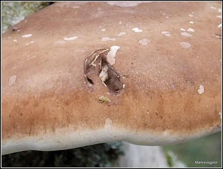 Birch Polypore