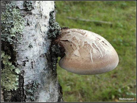 Birch Polypore