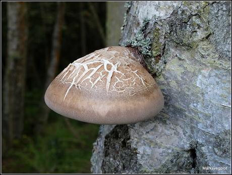 Birch Polypore