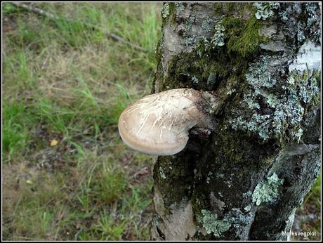 Birch Polypore