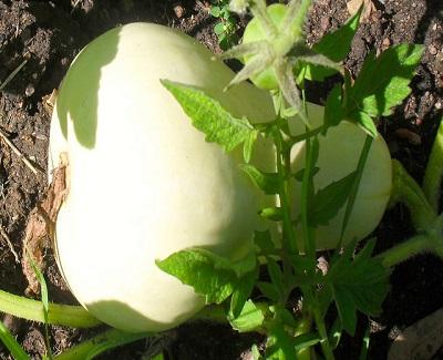 grow-butternut-squash