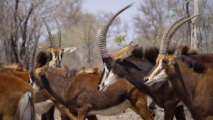 The elusive and impressive sable antelope (Hippotragus niger)