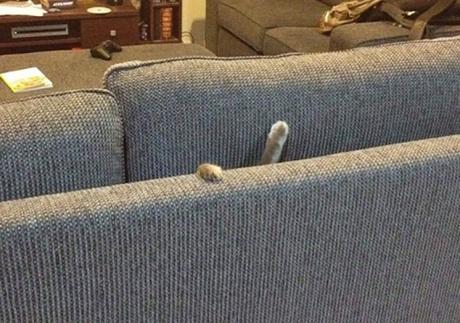 Cat Who Doesn't Know How to Use a Sofa