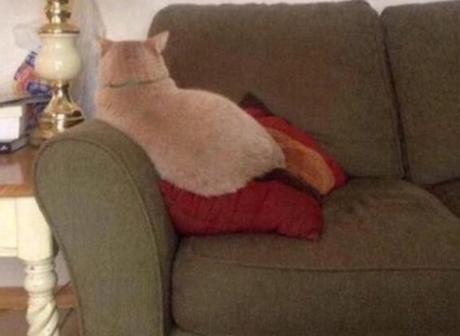 Top 10 Cats Who Don't Know How to Use a Sofa