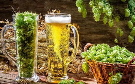 The Full Story Behind Hops, Beer Production and Our Love of IPAs