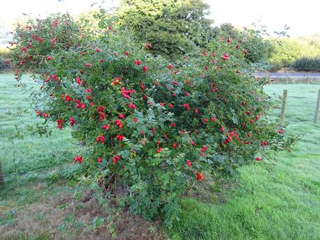 Rosehips and Roses