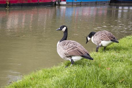 Canada Geese along the Grand Union canal