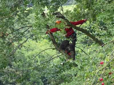 Trimming Trees