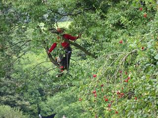 Trimming Trees