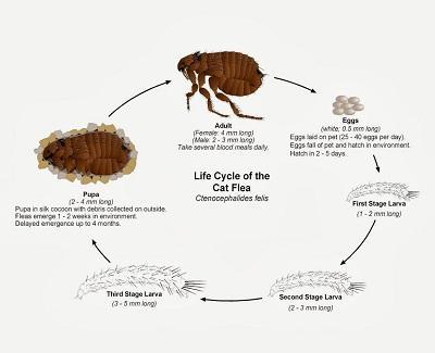 how-to-get-rid-of-fleas-in-your-house1