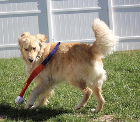 golden retriever dog playing baseball