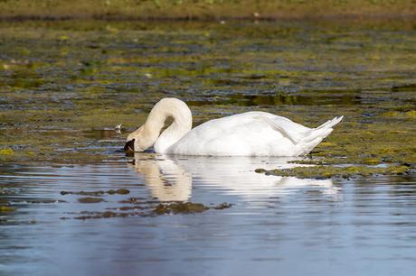 Mute Swan