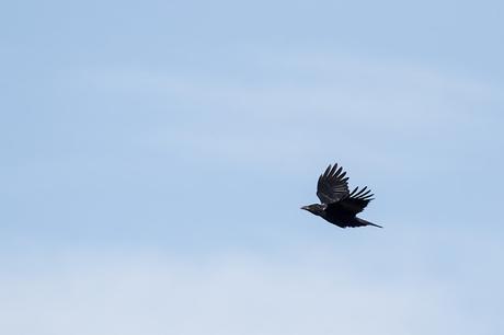 Carrion Crow in flight