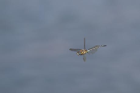 Migrant Hawker in Flight (male)