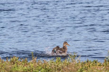 Female Mallard splashing