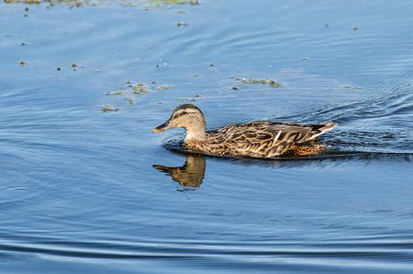 Female Mallard