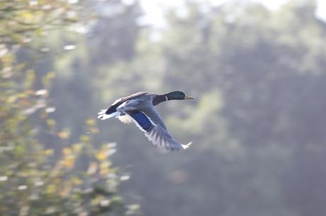 Male Mallard in Flight